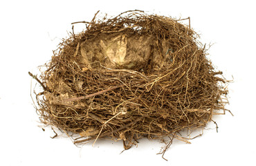 Nest with eggs