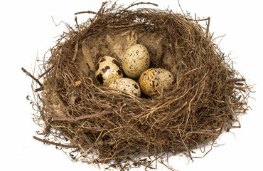 Nest with eggs