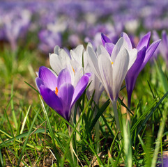 Krokusse im Fr&uuml;hjahr