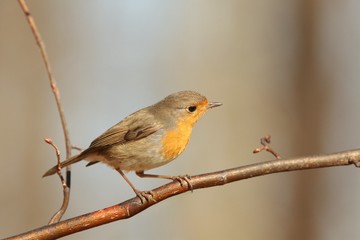 European Robin - Erithacus rubecula on a twig