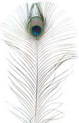 peacock feather