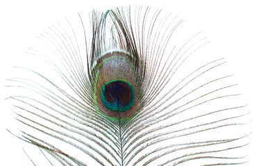 Fototapeta premium peacock feather