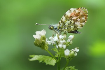 männlicher aurorafalter / male orange-tip butterfly