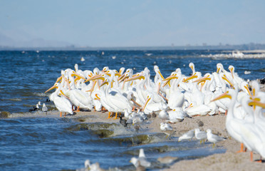American White Pelicans, California, US