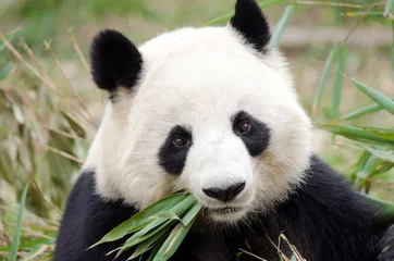 Fototapeten Großer Panda, der Bambus isst, Chengdu, China © birdiegal