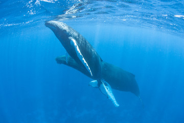 Fototapeta premium Humpback Whales