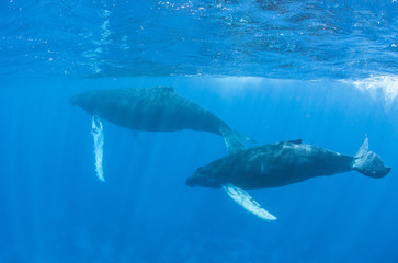 Naklejka premium Humpback Whales