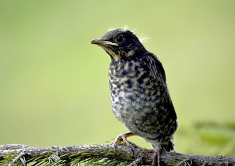 Ring Ouzel ( Turdus torquatus) chick