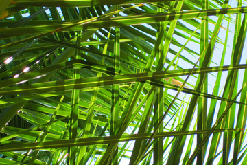 Obraz na płótnie Canvas palm leaves background