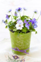 Little pansies in green vintage pot. Selective focus