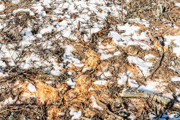texture of the sawdust and pine branches laying on the snow