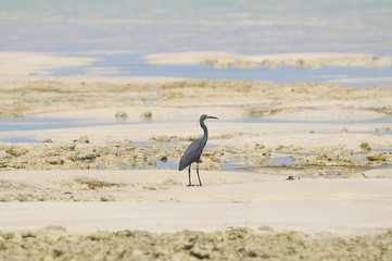 Dimorphic Egret (Egretta dimorpha) - Madagascar