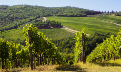 Obraz premium Vigne in Chianti