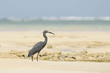 Dimorphic Egret (Egretta dimorpha) - Madagascar