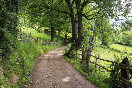 Path through the forest