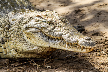 crocodile1