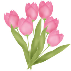 Bouquet of pink tulips on white