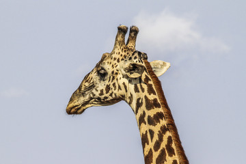 giraffa8