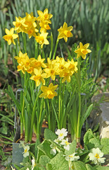 Fototapeta premium narcisses en pots