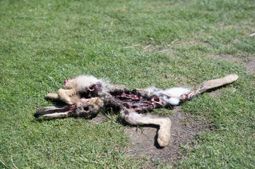 Naklejka premium Rabbit killed by an bird of prey