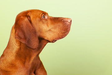 Hungarian or Magyar Vizsla