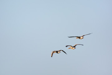 Flying gooses