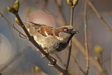 wróbel © Henryk Olszewski