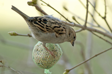 wróbel © Henryk Olszewski