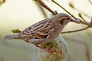 wróbel © Henryk Olszewski