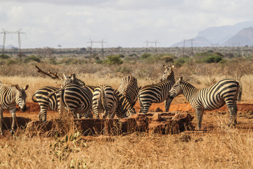 Zebre in savana