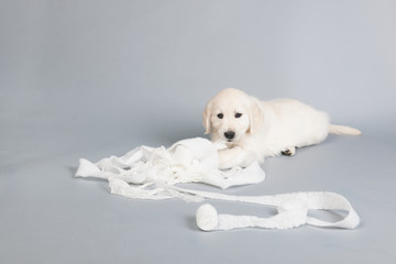 Puppy golden retriever playing with bandage