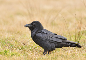 Raven