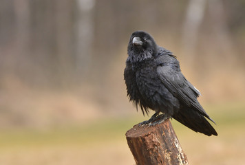 Raven