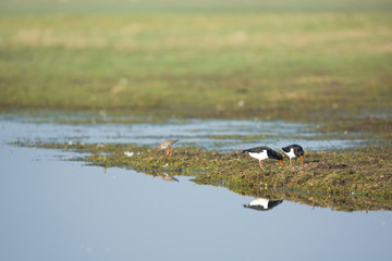 Oystercatchers