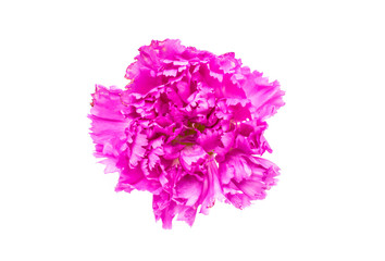 purple carnations