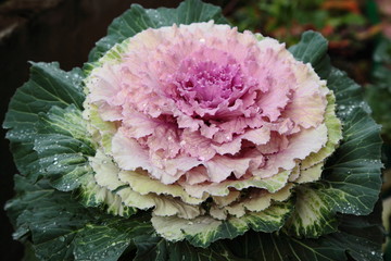 Obraz premium Pink decorative cabbage