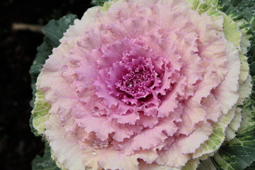 Pink decorative cabbage