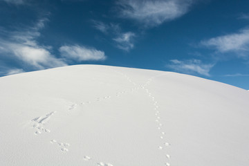 Rabbit tracks in snow