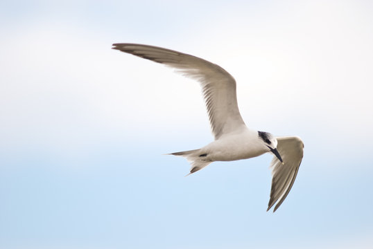 beccapesci (Sterna sandvicensis)