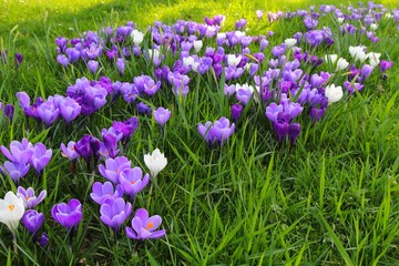 Spring flowers