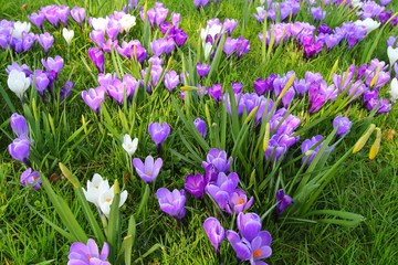 Spring flowers