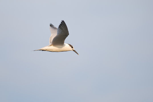 beccapesci (Sterna sandvicensis)