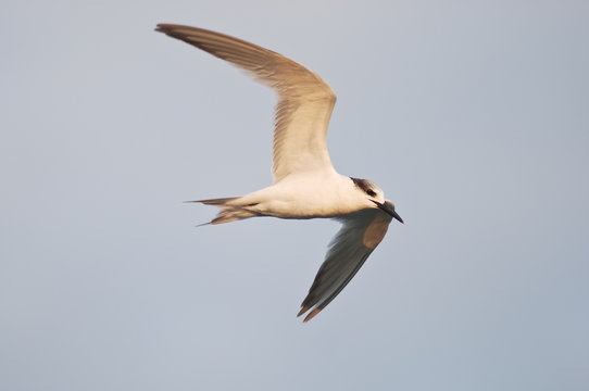 beccapesci (Sterna sandvicensis)