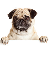 Pug Dog with blank billboard. Dog above banner or sign. Pug dog
