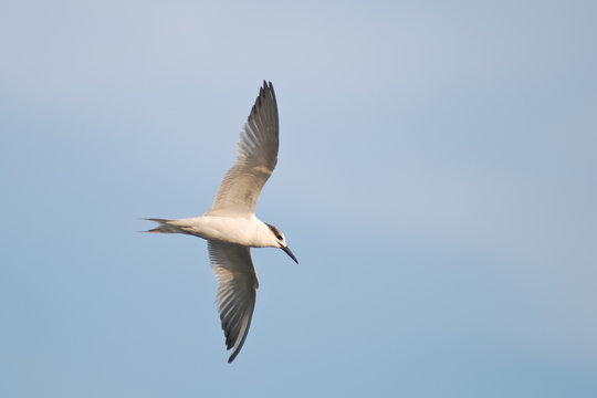 beccapesci (Sterna sandvicensis)