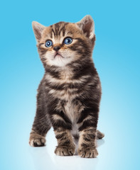 Fototapeta na wymiar kitten on a blue background