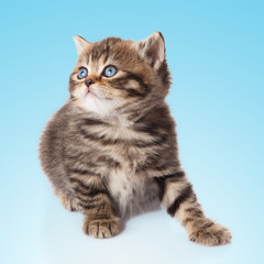 kitten on a  blue background