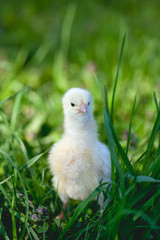 chicks on green grass