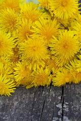 dandelions on wooden garden table