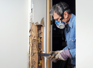 Man removing termite damaged wood from wall - 62544080